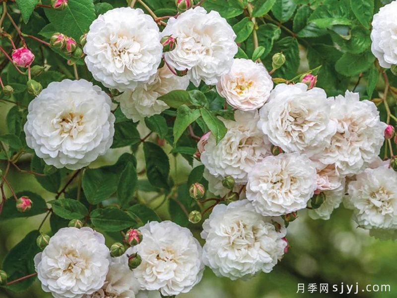 永恒的快乐月季/菲利斯黛佩彼特/幸福与永恒/七姐妹Felicite-Perpetue(图2)
