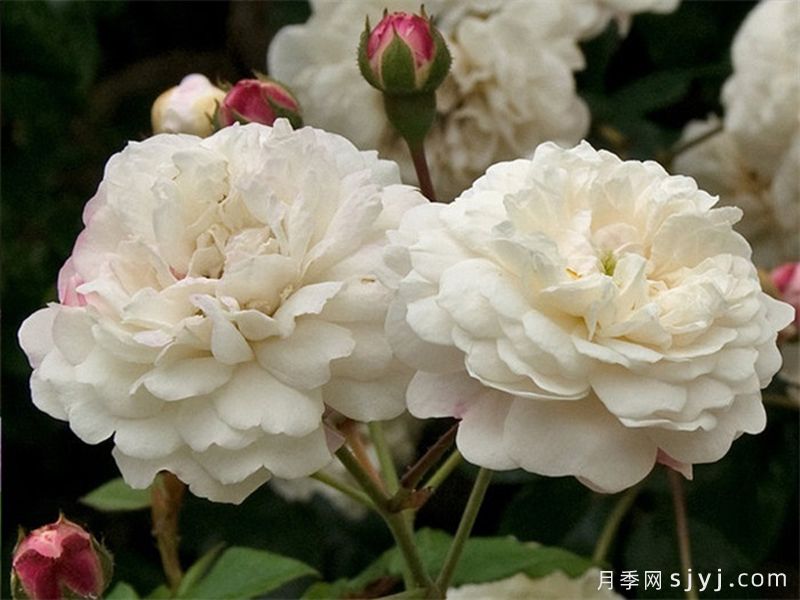 永恒的快乐月季/菲利斯黛佩彼特/幸福与永恒/七姐妹Felicite-Perpetue(图4)