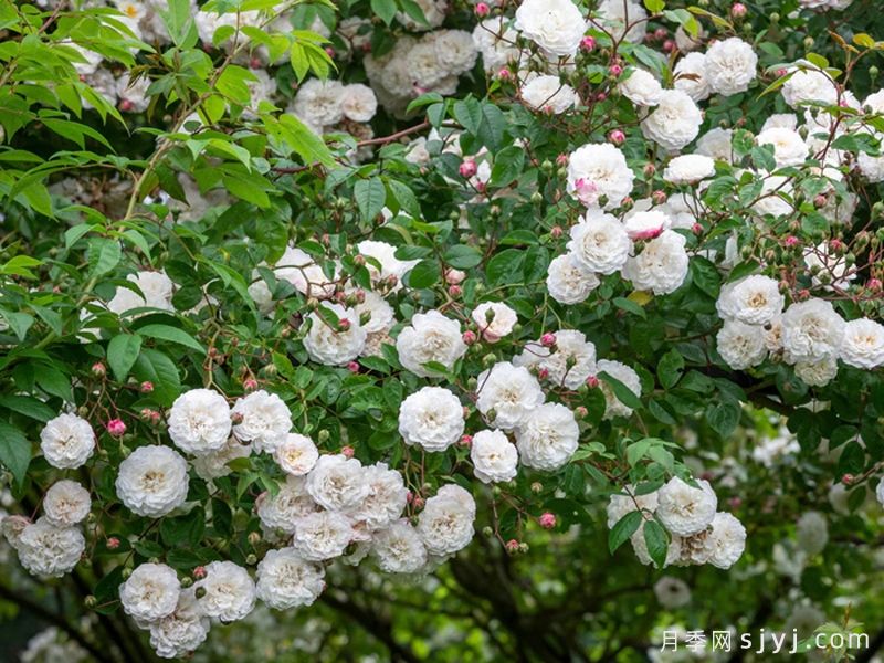 永恒的快乐月季/菲利斯黛佩彼特/幸福与永恒/七姐妹Felicite-Perpetue(图3)