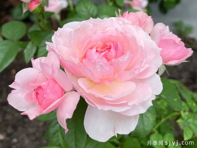 盈盈粉月季(图4)