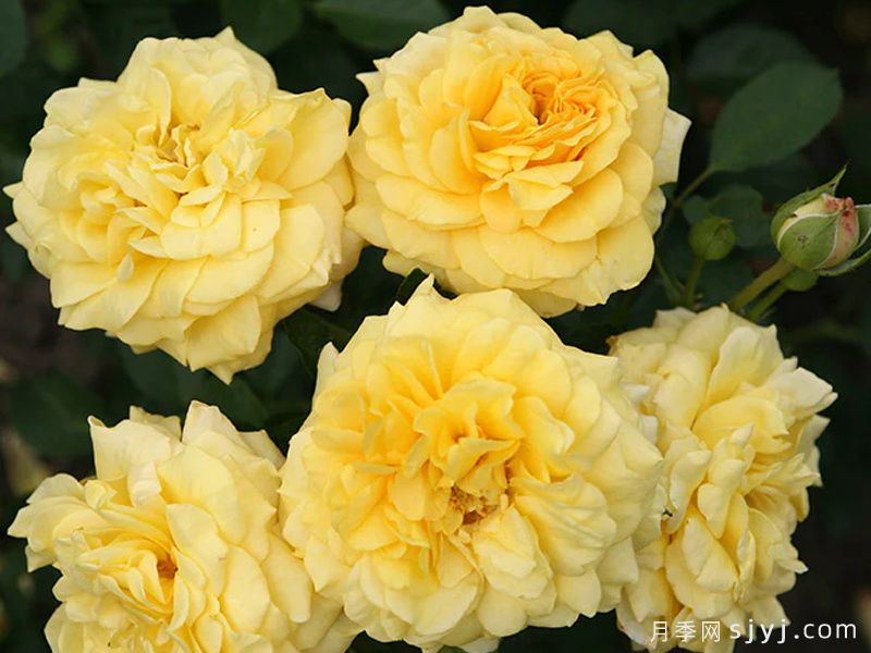 图珀洛蜂蜜月季/图波罗蜜Tupelo Honey(图2)