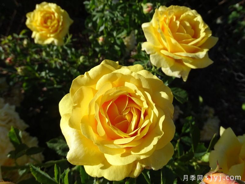 图珀洛蜂蜜月季/图波罗蜜Tupelo Honey(图1)