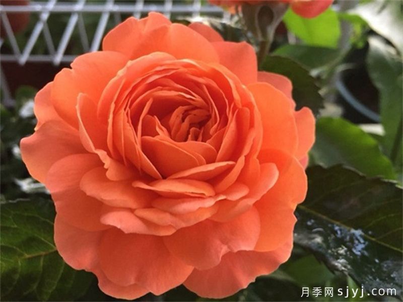土星王阳台月季Saturnus King Terrazza(图3)