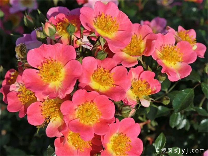 托普琳娜月季Topolina(图2)