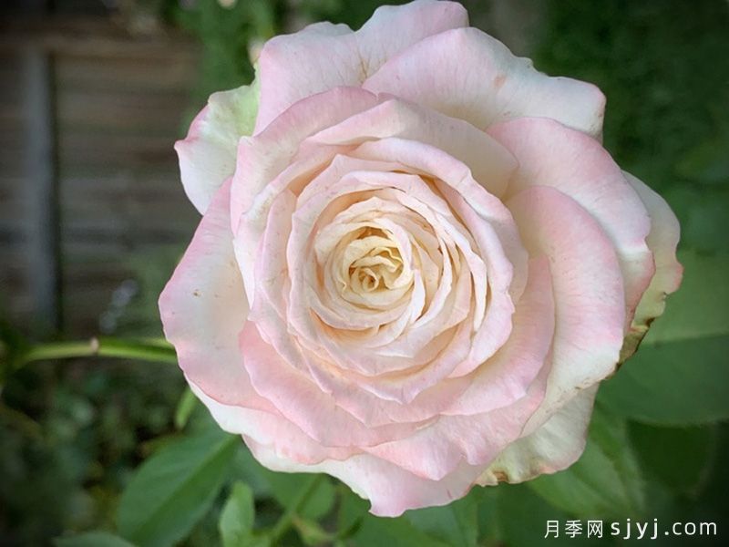 雅典娜月季Athena(图4)