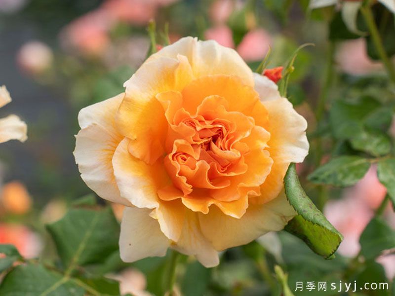 滟金月季(图2)