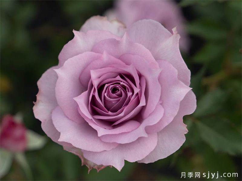 照夜清月季(图3)