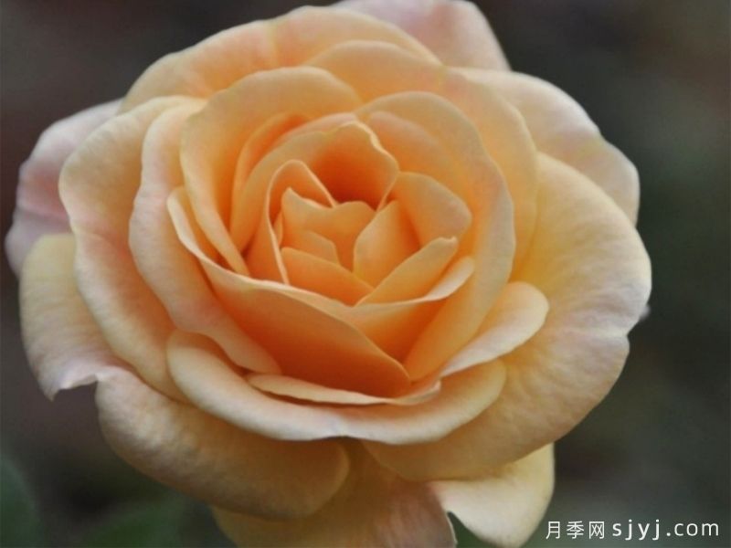 珍奇奶酪月季(图1)
