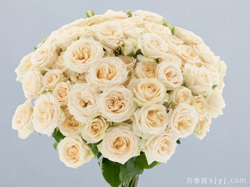 卓图拉玛月季Salinero(图1)