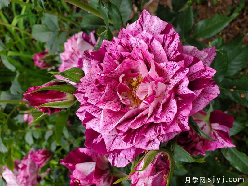 紫虎月季/胭脂虎/黑龙Purple Tiger(图3)