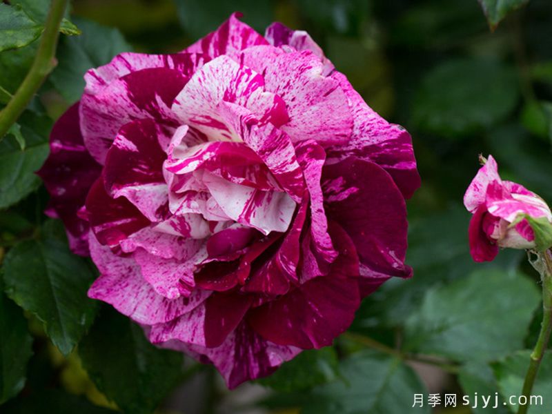 紫虎月季/胭脂虎/黑龙Purple Tiger(图2)