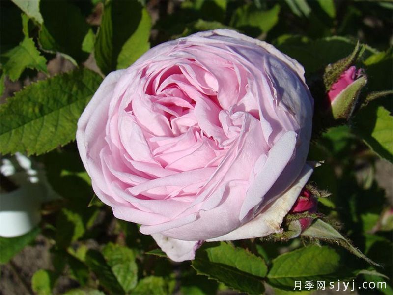 路易斯雷爵夫人月季/路易斯莱维克夫人Mme Louis Leveque(图1)