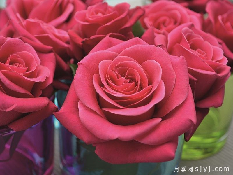 魅力月季Crazy Pink Voluptia(图2)