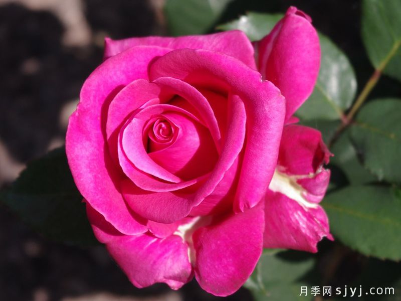 魅力月季Crazy Pink Voluptia(图3)