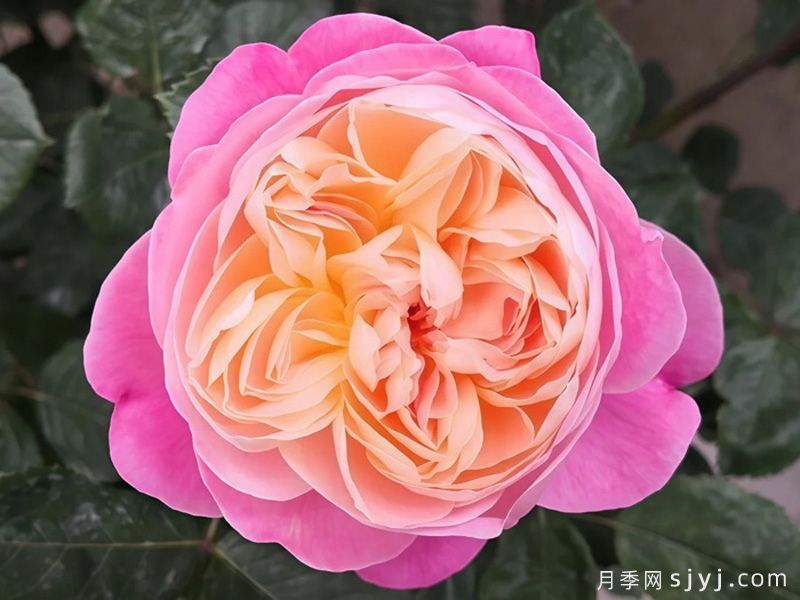 梦光环月季Dream Light(图2)