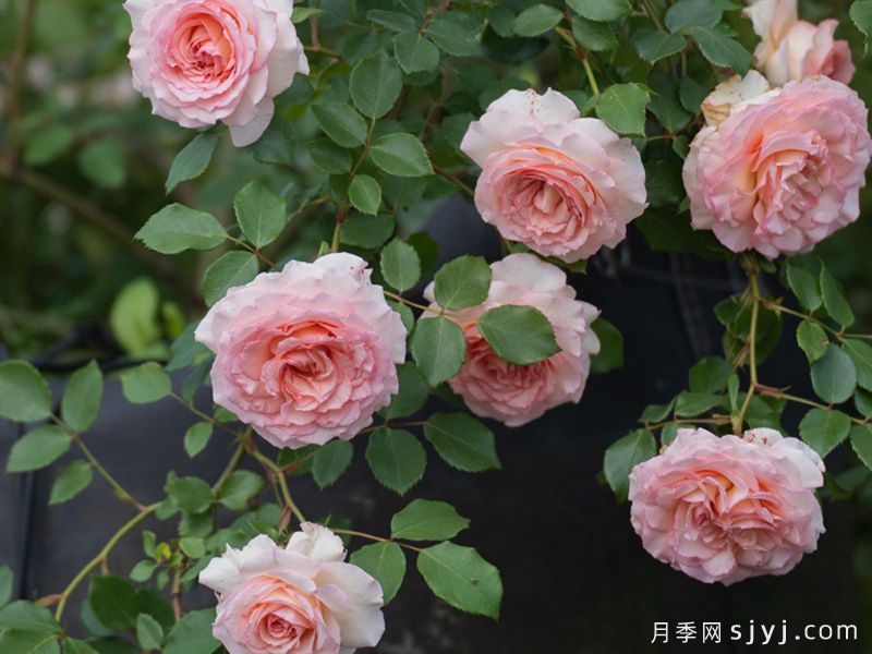 晴川月季(图3)