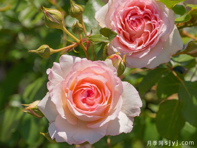 晴川月季(图2)