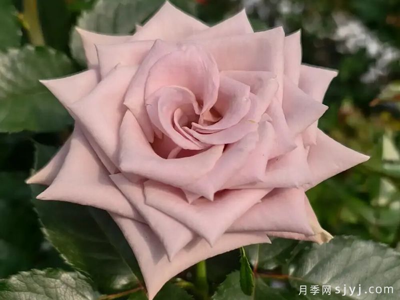 赞英月季(图1)