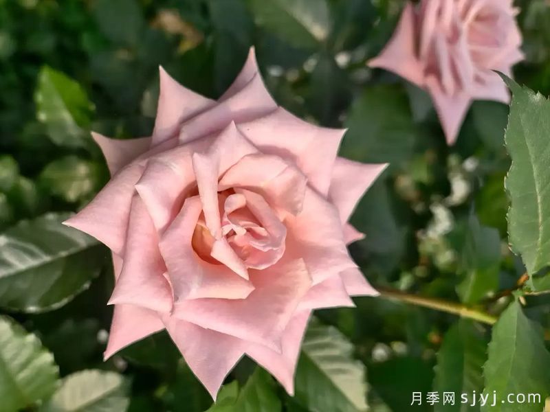 赞英月季(图3)