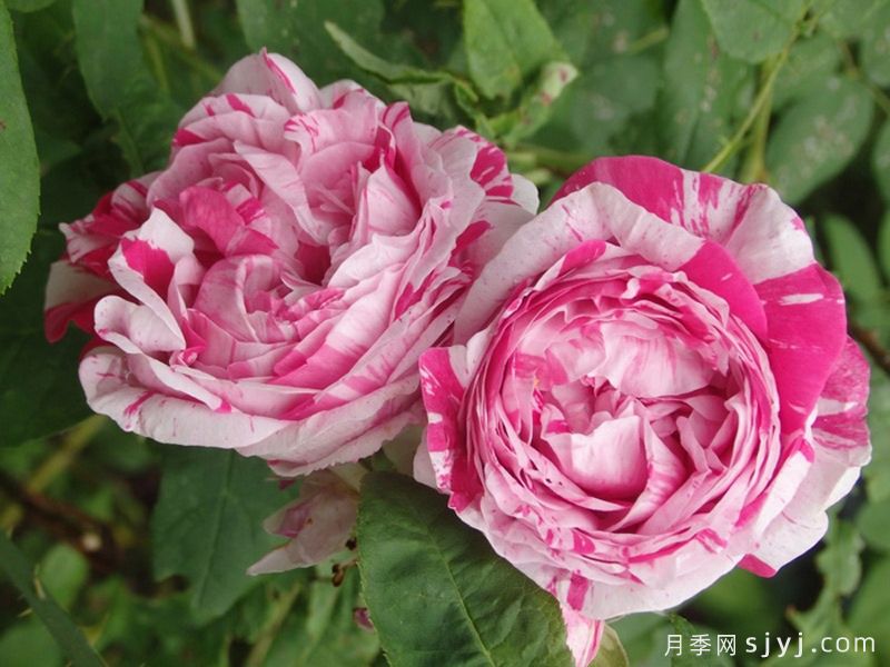 抓破美人脸月季/撕破美人脸/斑纹博洛尼亚Variegata di Bologna(图2)