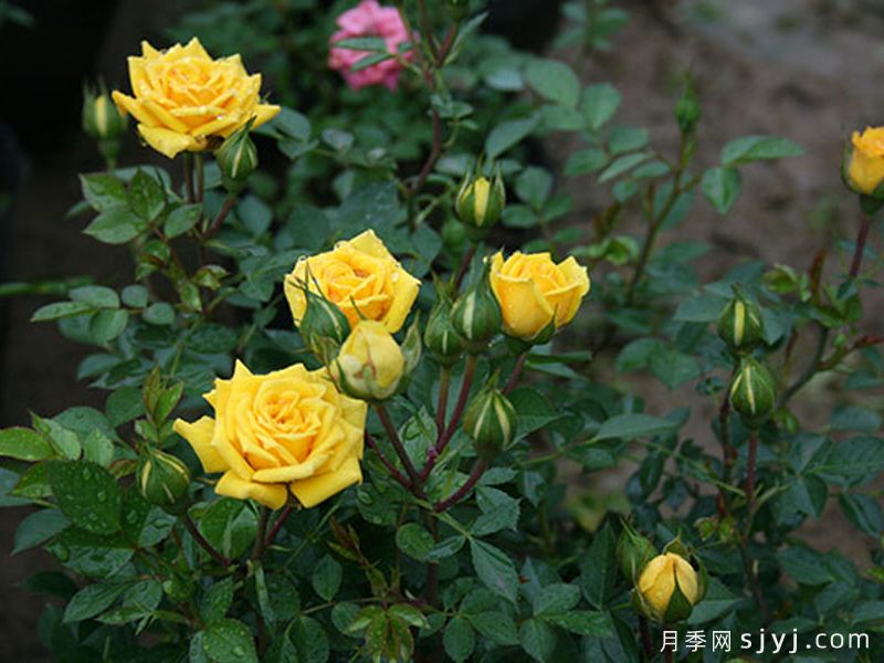 小太阳月季/太阳之子Sonnenkind(图3)