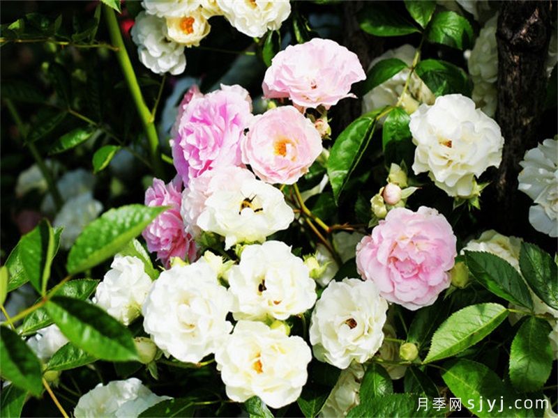夏雪月季Summer Snow(图2)
