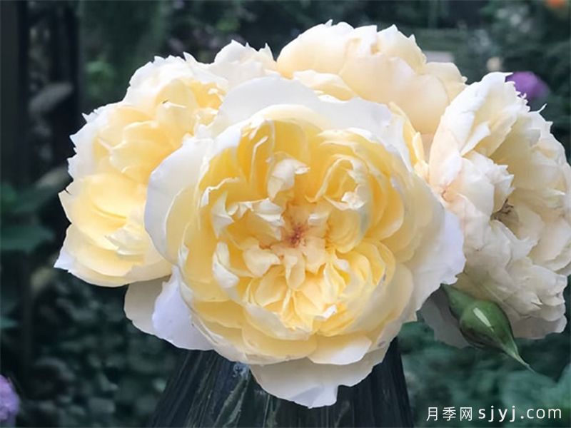 朦胧月色月季Moon Overfliwing(图1)