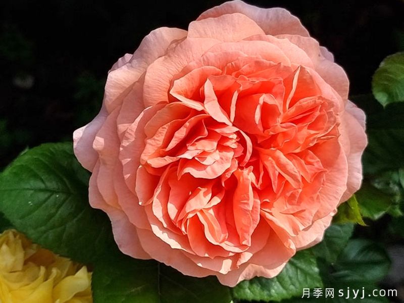 莫莱纳之爱月季Amour de Molene(图3)