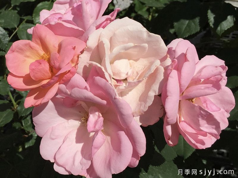 桃色绝代佳人月季/桃红绝代佳人Peachy Knock Out(图2)