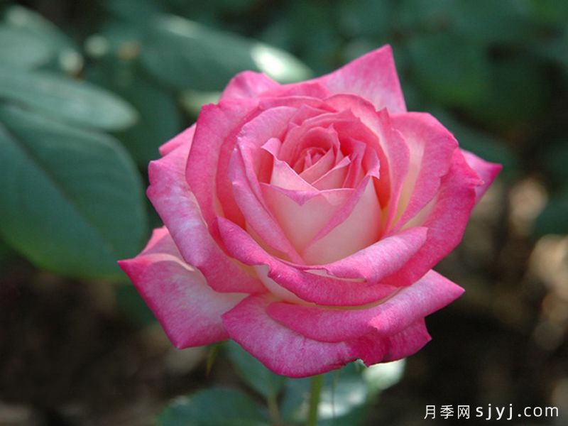 十全十美月季/科德斯完美Kordes Perfecta(图3)
