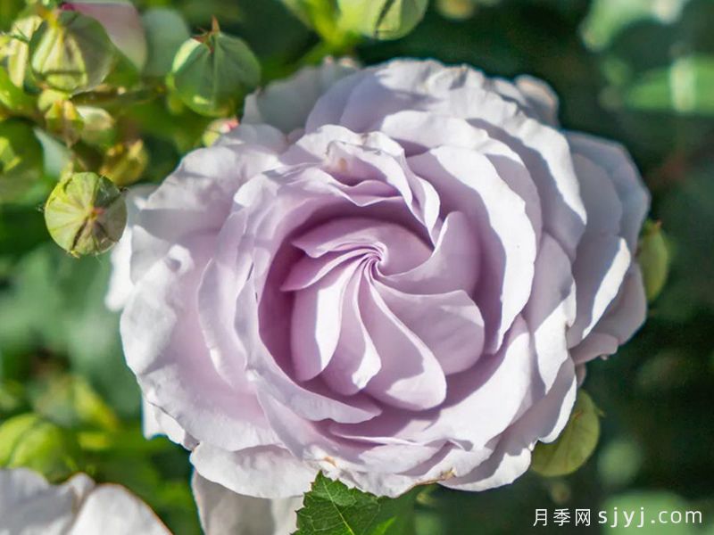 千重岚月季(图2)