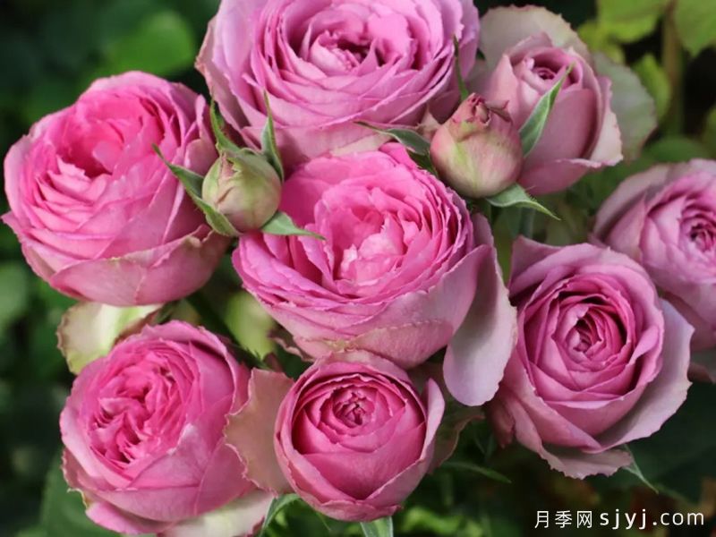 薰衣草蕾丝月季/薰衣草花边月季Lavender Lace(图1)