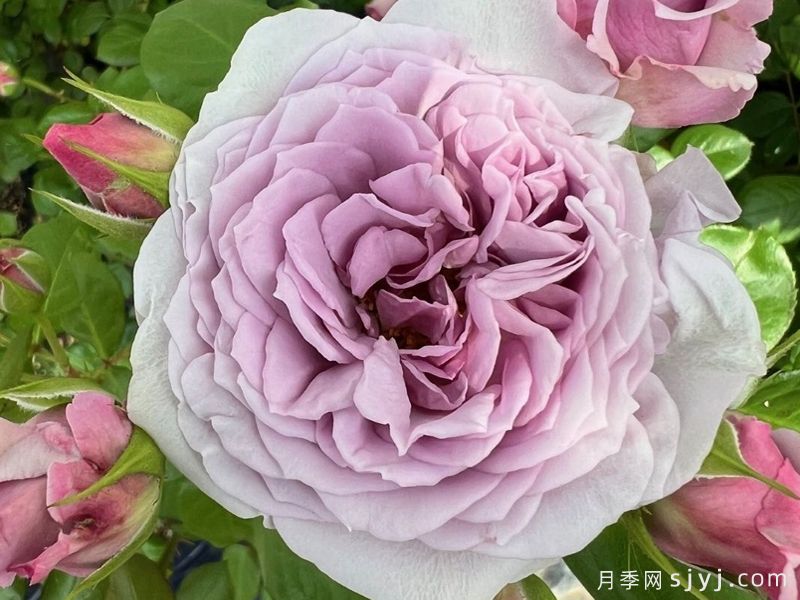 薰衣草的眼泪月季Lavande larme(图1)