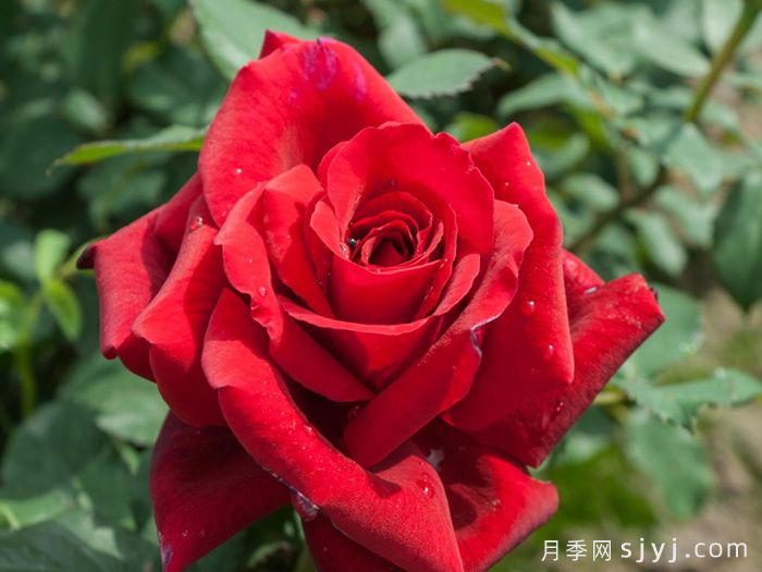 香魔84月季/皇家威廉/芳香魔法Fragrant Charm(图3)