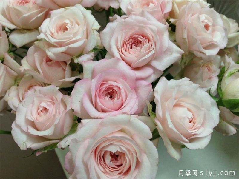 仙子之吻月季Fairy Kiss(图2)