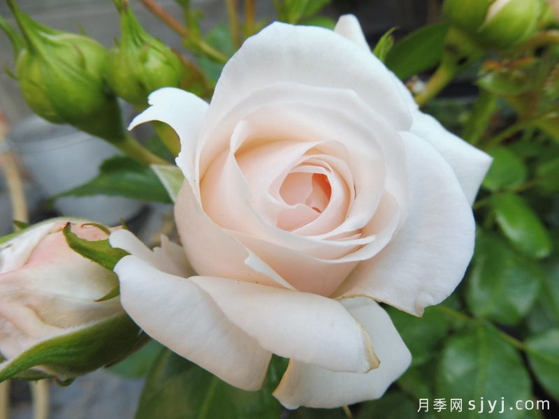 甜蜜韵事月季/甜蜜浪漫曲Sweet Romanza(图1)