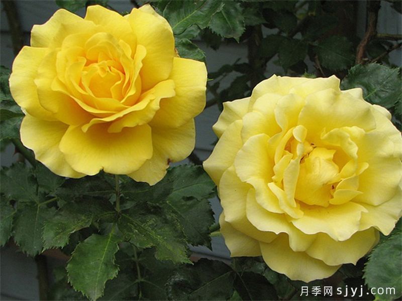 藤本金兔子月季/藤本金绣娃Cl Gold Badge(图2)