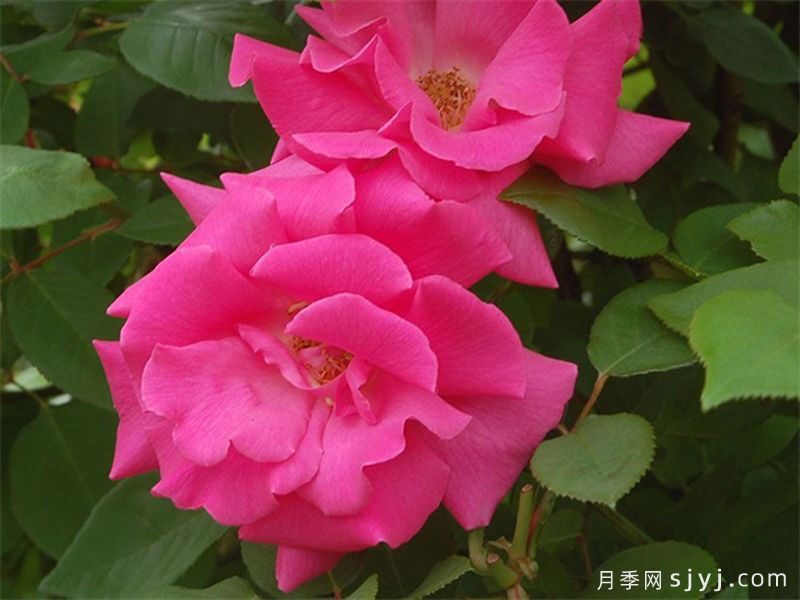 瑟菲席妮杜鲁安月季/择飞铃岛音Zephirine Drouhin(图1)