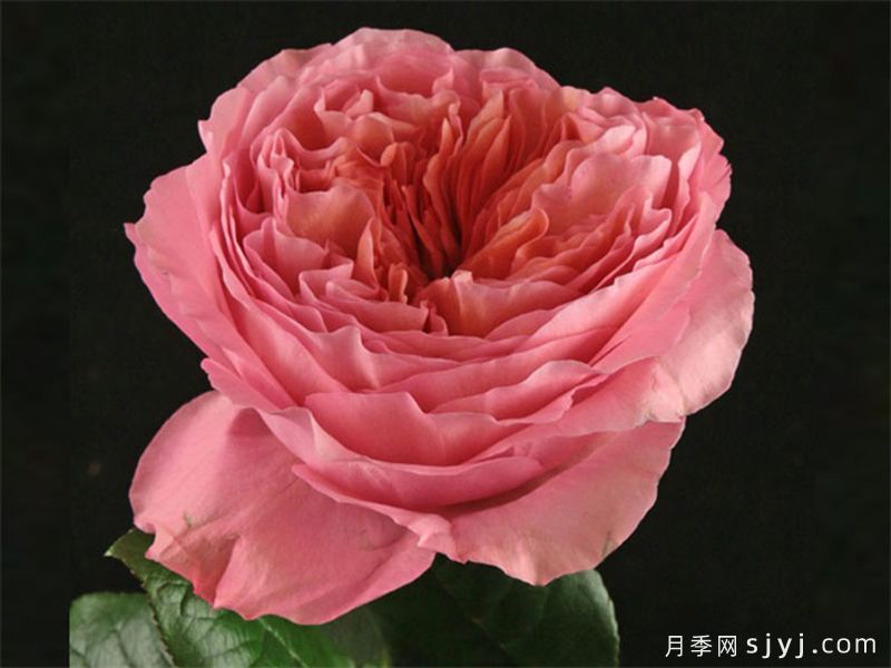 糖果激情月季/糖果印象Candy X-Pression(图2)