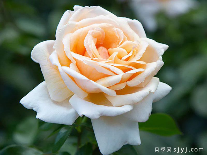 杏仁和奶油月季Apricots n Cream(图2)