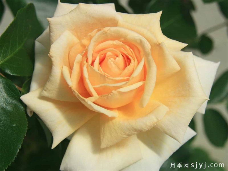 杏仁和奶油月季Apricots n Cream(图3)