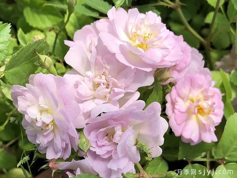 小罗迪月季Little Rhody(图1)