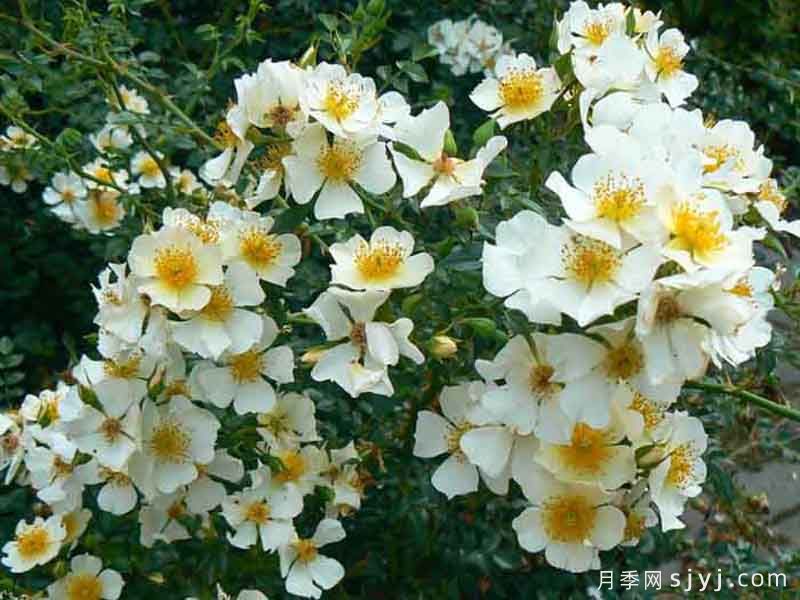 小梨花月季Sonnenroschen(图2)