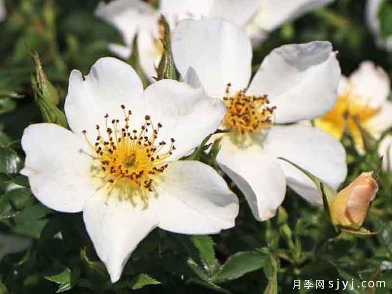 小梨花月季Sonnenroschen(图1)