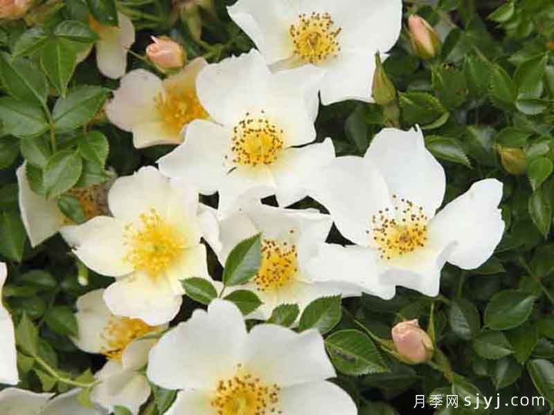 小梨花月季Sonnenroschen(图3)