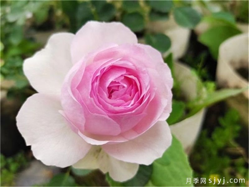 维萨里月季Vesalius(图1)