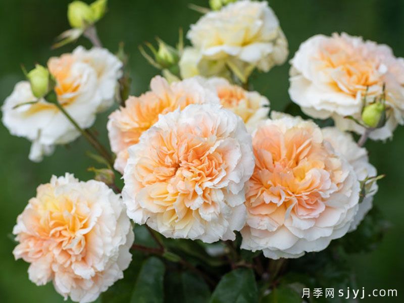 微芒月季(图2)