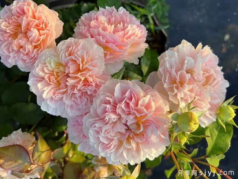 微芒月季(图3)