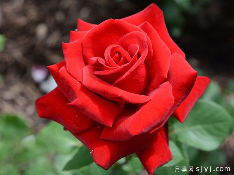 完美红色月季Perfectly Red(图1)