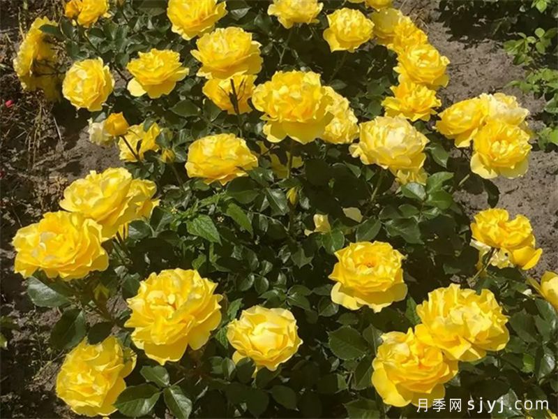 太阳来了月季Here Comes the Sun(图4)